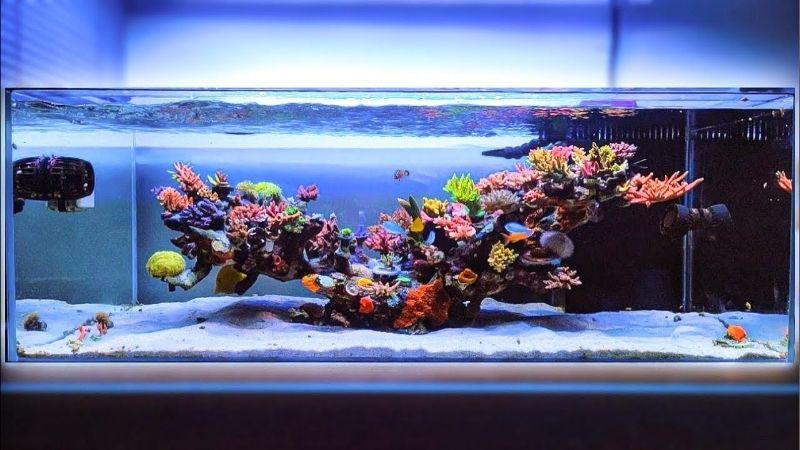 best 26 gallon aio reef tank setup