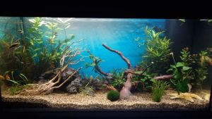 Best 29 Gallon Aquarium: Best Proven Expert Tested Guide