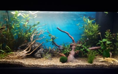 Best 29 Gallon Aquarium: Best Proven Well-Researched Guide