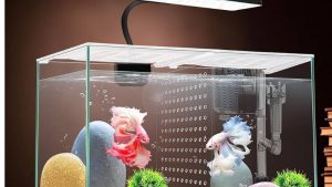 Best 3 Gallon Fish Tank Kit: Best Proven Expert Tested Guide