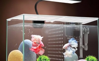Best 3 Gallon Fish Tank Kit: Best Proven Well-Researched Guide
