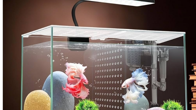 best 3 gallon fish tank kit