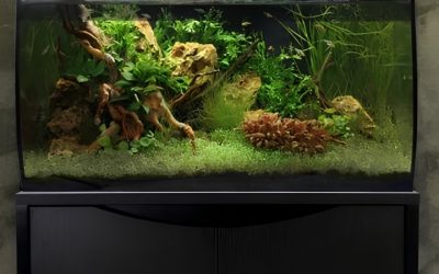 Best 32 Gallon Aquarium Kit: Best Proven Well-Researched Guide