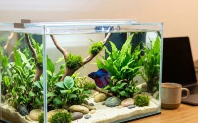 Best 4 Gallon Desktop Aquarium: Best Compared Buyer Picks 2026
