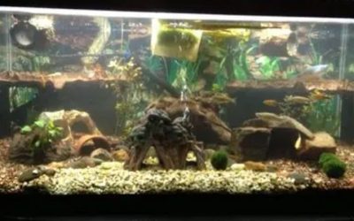 Best 40 Gallon Breeder Tank Kit: Top Compared BYOA Options