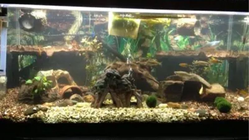 best 40 gallon breeder tank kit