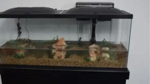 Best 55 Gallon Aquarium Kit: Top Tested Complete Picks Guide