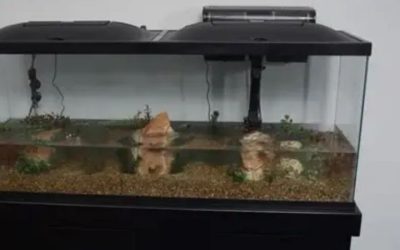 Best 55 Gallon Aquarium Kit: Top Compared Complete Picks Guide