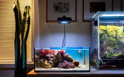 Best 6.5 Gallon Aquarium Kit: Best Proven Compared Buyer Guide
