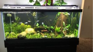 Best 75 Gallon Aquarium Kit for a First Tank: Top Compared