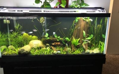 Best 75 Gallon Aquarium Kit for a First Tank: Top Compared