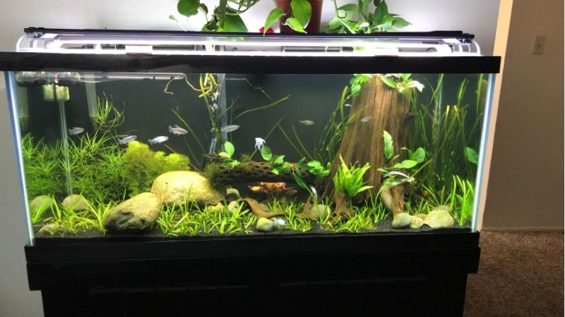 best 75 gallon aquarium kit for a first tank