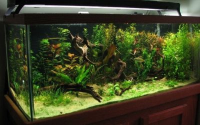 Best 75 Gallon Aquarium Kit for a Living Room: Top Compared