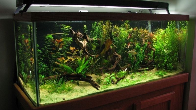 best 75 gallon aquarium kit for a living room