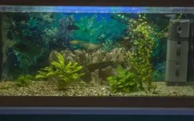 Best 75 Gallon Aquarium Kit for a Planted Setup: Top Compared