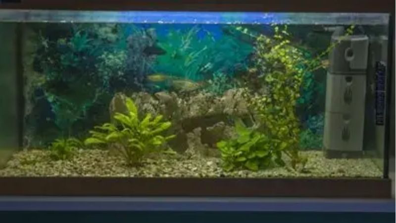 best 75 gallon aquarium kit for a planted setup