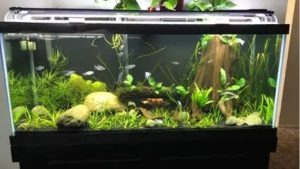 Best 75 Gallon Aquarium Kit for a Small Apartment: Top Smart