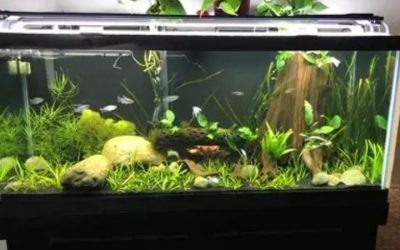 Best 75 Gallon Aquarium Kit for a Small Apartment: Top Smart
