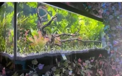 Best 75 Gallon Aquarium Kit for a Turtle: Top Compared Guide