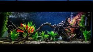 Best 75 Gallon Aquarium Kit for Beginners: Top Compared Guide