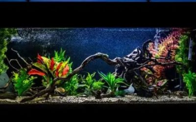 Best 75 Gallon Aquarium Kit for Beginners: Top Compared Guide