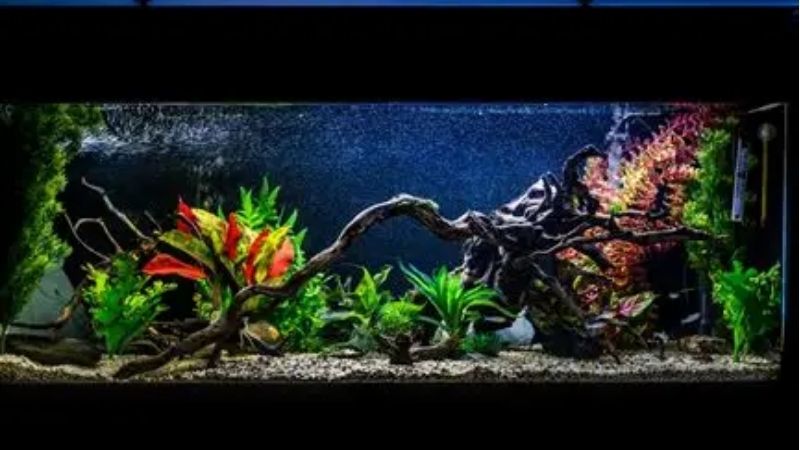best 75 gallon aquarium kit for beginners