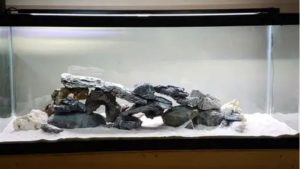 Best 75 Gallon Aquarium Kit for Cichlids: Top Compared Guide