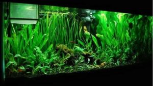 Best 75 Gallon Aquarium Kit for Goldfish: Top Compared Guide