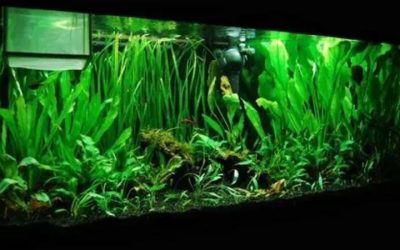 Best 75 Gallon Aquarium Kit for Goldfish: Top Compared Guide