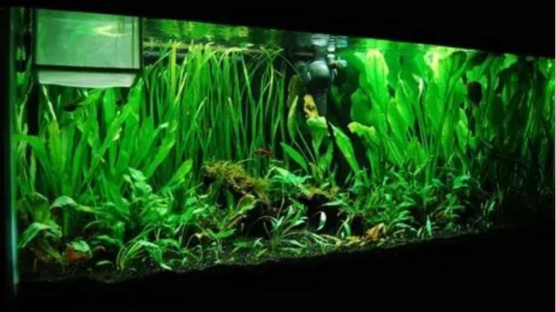 best 75 gallon aquarium kit for goldfish