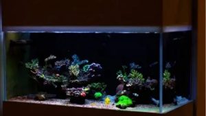 Best 75 Gallon Aquarium Kit for Kids: Top Compared Handbook