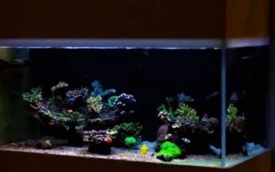 Best 75 Gallon Aquarium Kit for Kids: Top Compared Handbook