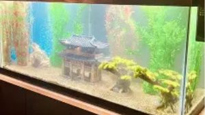 Best 75 Gallon Aquarium Kit for the Money: Top Compared Guide