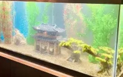 Best 75 Gallon Aquarium Kit for the Money: Top Compared Guide