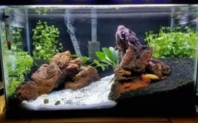 Best 75 Gallon Aquarium Kit Setup Checklist: Top Compared
