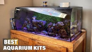 Best 8 Gallon Aquarium Kit: Best Proven Expert Tested Guide