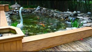 Best Above Ground Koi Pond With Viewing Window: Top Tested