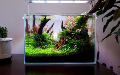 Best Acrylic Aquarium For Beginners: Best Tested Buyer Guide