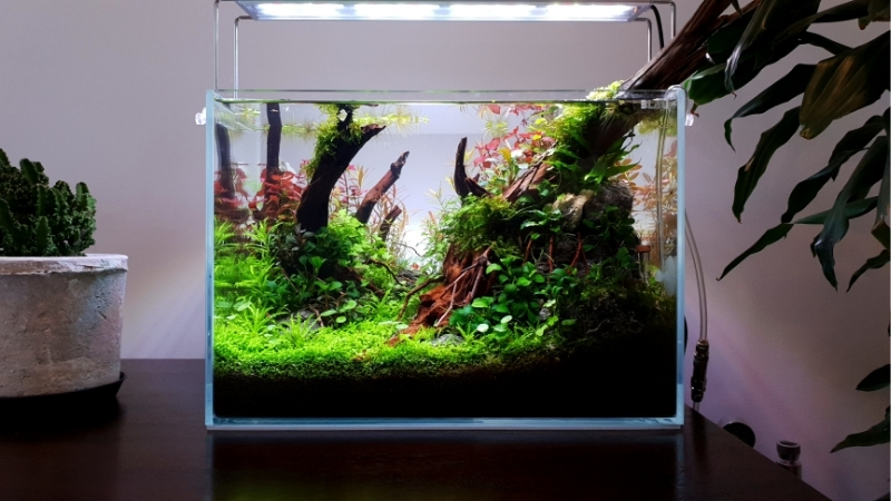 best acrylic aquarium for beginners