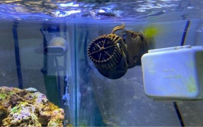 Best Adjustable Powerhead for Nano Reef: Top Top Picks