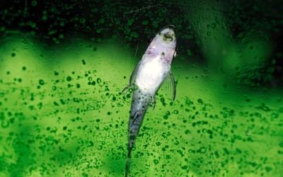 Best Algae Control Treatment for Aquarium: Smart Buyer Guide