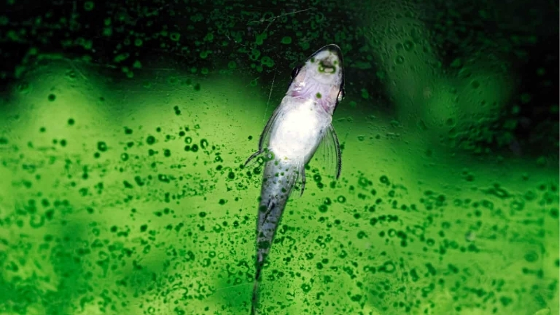 best algae control treatment for aquarium