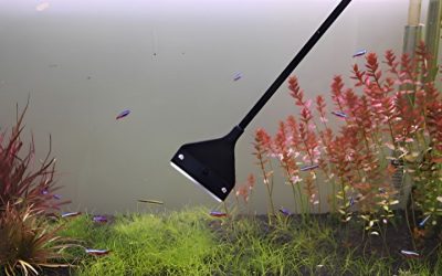 Best Algae Scraper for Acrylic Aquarium: Top Top Picks