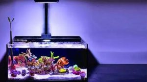 Best All in One Reef Tank Kit With Skimmer: Tested Picks