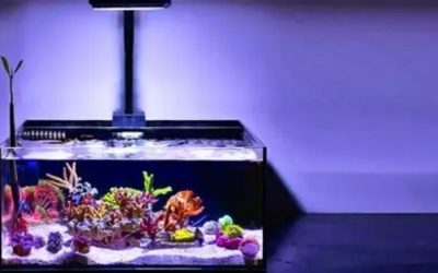 Best All in One Reef Tank Kit With Skimmer: Tested Picks