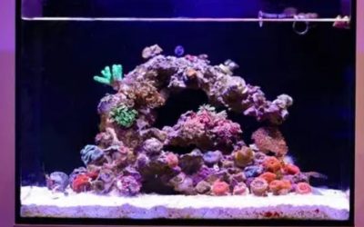 Best All in One Saltwater Tank for a Desktop Setup: Top