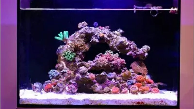 best all in one saltwater tank for a desktop setup