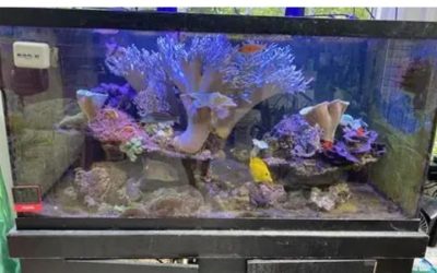 Best All in One Saltwater Tank for a First Reef Tank: Top