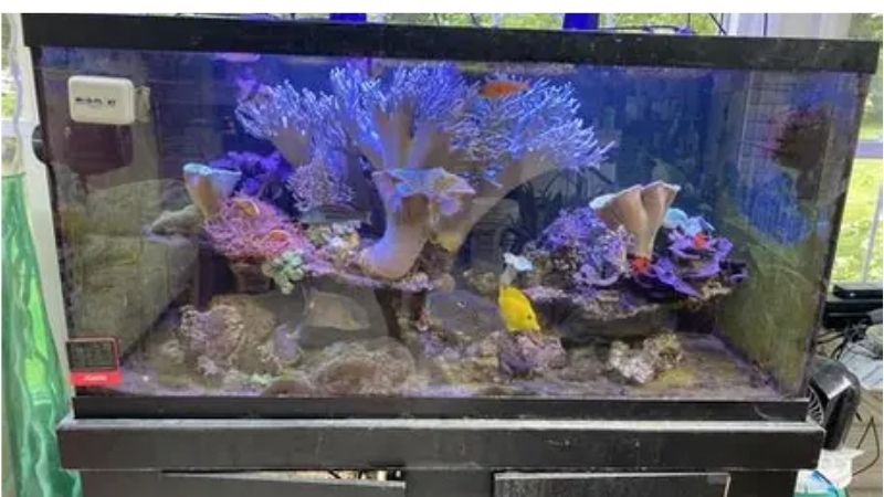 best all in one saltwater tank for a first reef tank