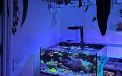 Best All in One Saltwater Tank for a Small Apartment: Top